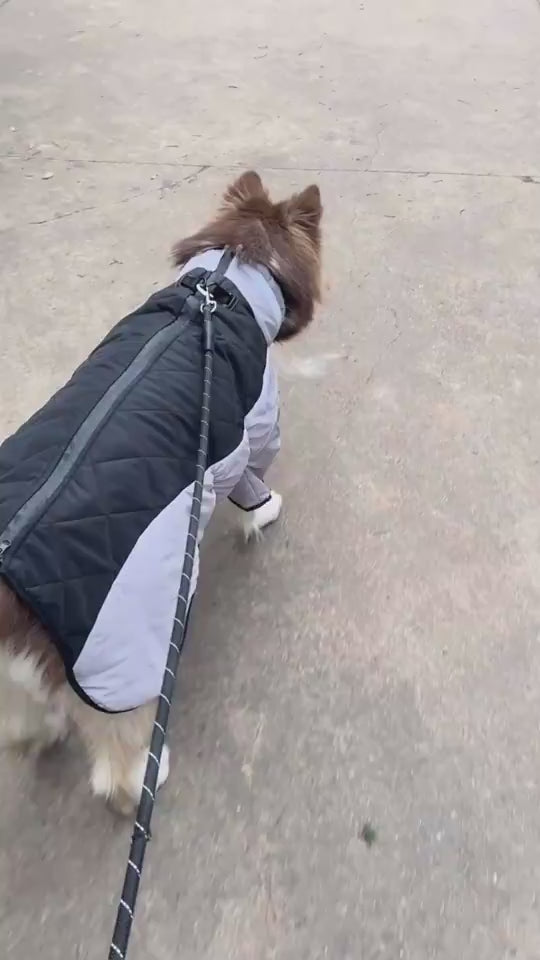 Winter Dog Coat