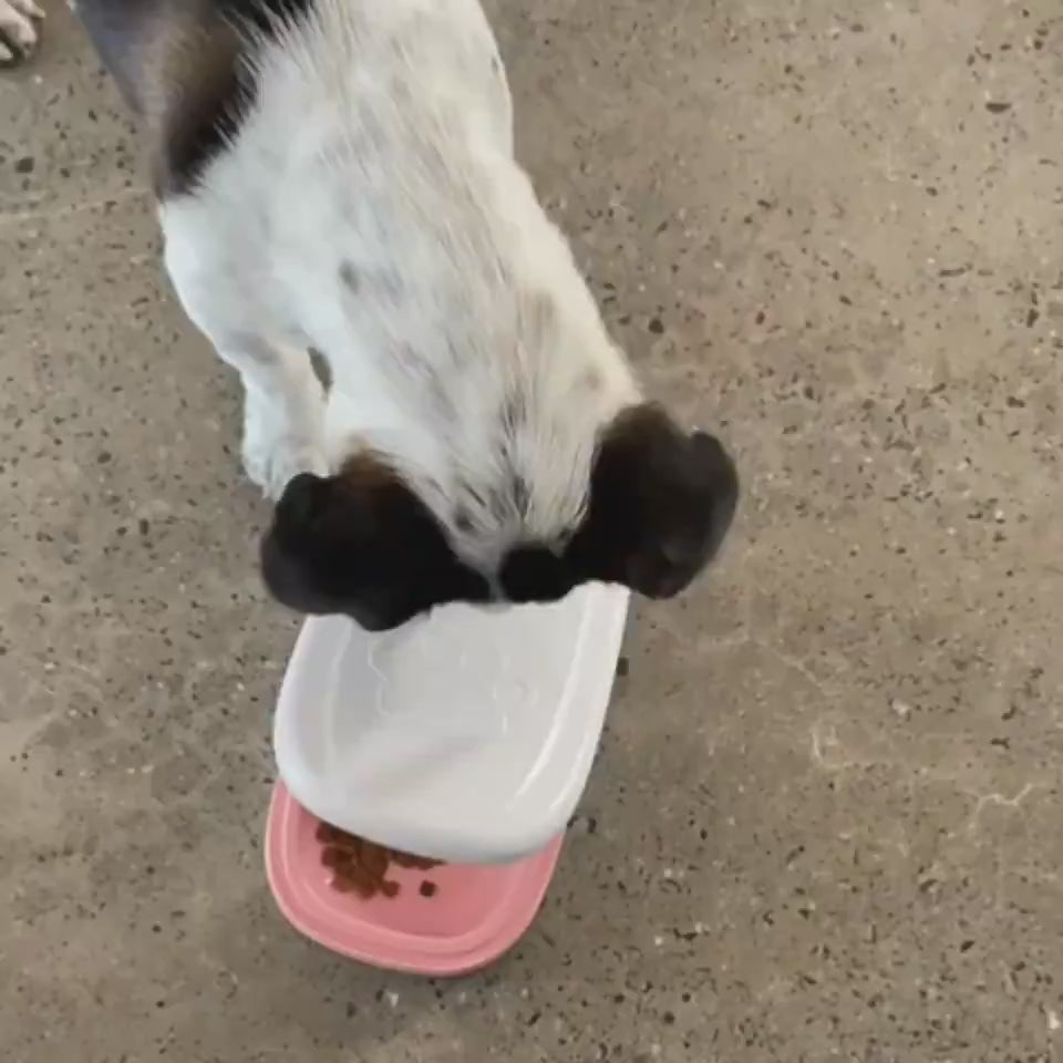 Automatic Pet Feeder