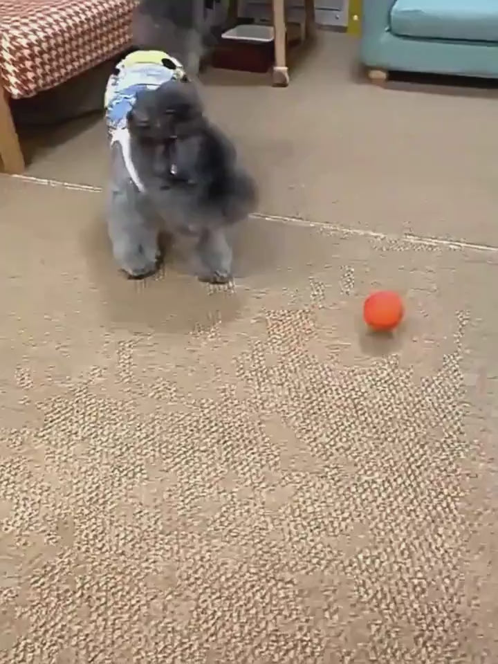 Electric Jumping Ball for Dogs- Interactive Dog Training Ball with LED Light