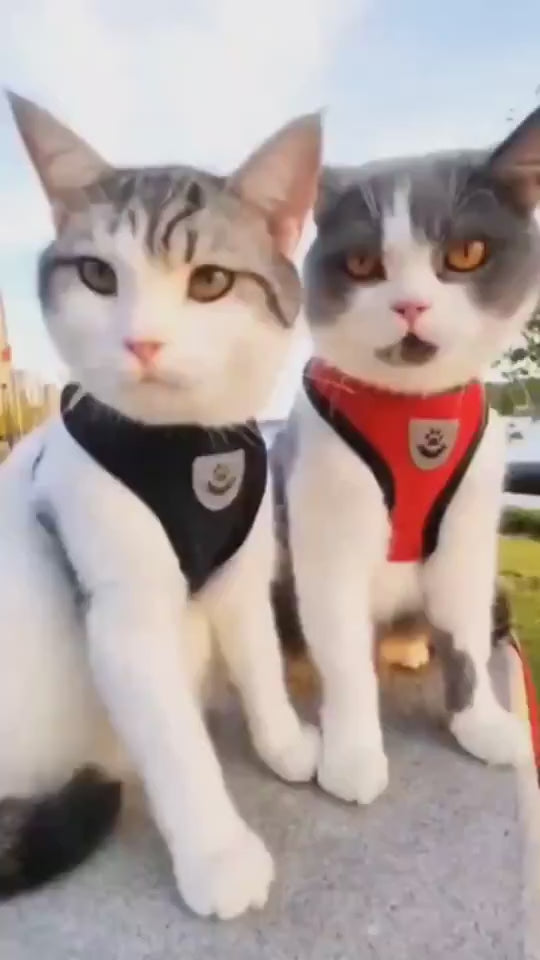 Anti-Strike Cat Harness – Adjustable Outdoor Walking Vest